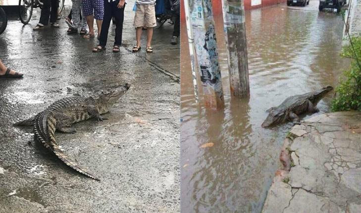 Sau đó, UBND quận Ô Môn phát đi Công văn số 212 tuyên truyền, cảnh báo nguy hiểm khi phát hiện cá sấu ở sông, kênh, rạch. Theo đó, nguồn gốc của con cá sấu có thể bắt nguồn từ các cơ sở nuôi tại các quận, huyện vùng ven trên địa bàn thành phố. Ảnh minh họa.