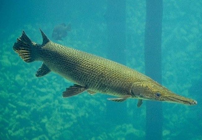 Chúng thuộc loại động vật ăn thịt. Cá sấu hỏa tiễn vô cùng hung dữ, sinh trưởng nhanh và rất phàm ăn nên thường không nên nuôi chung chúng với những loài cá nhỏ khác để tránh tình trạng chúng sẽ ăn thịt những loài cá khác. Loài này có thể sống ở nhiều môi trường sống đa dạng với độ mặn khác nhau như hồ nước ngọt, đầm lầy, vùng nước lợ, vùng cửa sông, vùng vịnh...