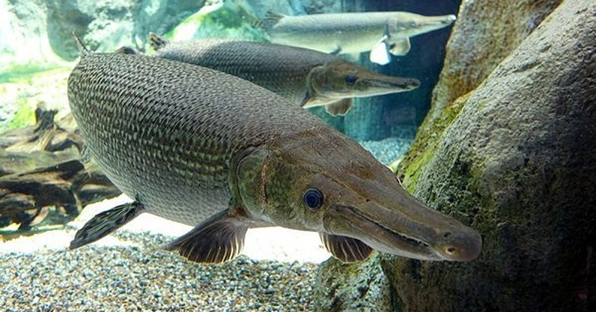 Ông Dương Hoàng Vinh, Trưởng khu vực Hòa An A, phường Thới Hòa, cho biết, trước đó, vào đầu tháng 1/2023, một hộ dân sinh sống ở khu vực đã bắt được một con cá sấu hỏa tiễn (còn gọi là cá sấu mỏ vịt) nặng khoảng 14 kg khi cất vó đánh bắt cá. Ảnh minh họa.