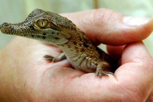 Sau khi nghe tiếng của người nhà gọi, ông Đặng Văn Chánh nhặt một cây gỗ dài và gọi 2 con chó đến hỗ trợ nhưng không bắt được vì con cá sấu ngay vì nó lao xuống mương lẩn trốn. Ông Chánh tiếp tục dùng cây khua khoắng thì bất ngờ cá sấu ngoạm vào khúc gỗ và bị lôi lên bờ. Ảnh minh họa.