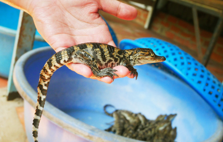 Sau khi bắt được cá sấu, ông Đặng Văn Chánh gọi điện thông báo với trưởng khu vực Hòa An A (phường Thới Hòa, quận Ô Môn) và giao nộp cho UBND phường... Ảnh minh họa.