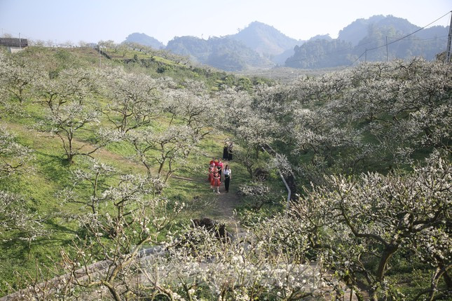 Hoa man no trang tren cao nguyen Moc Chau thu hut gioi tre-Hinh-2