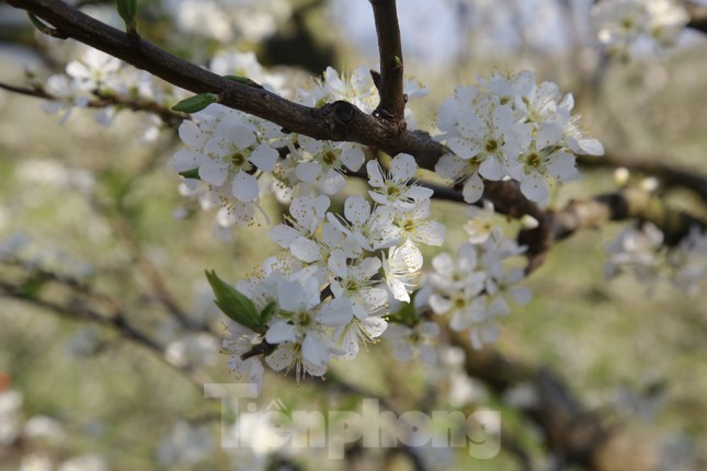 Cận cảnh vẻ đẹp tinh khôi của hoa mận. Ảnh: Huy Thành