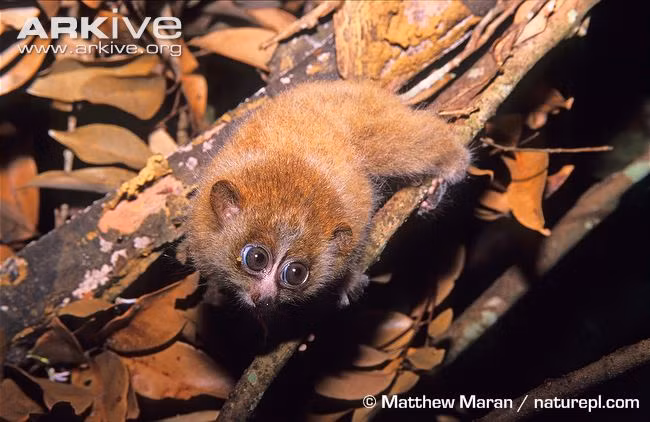 Mùa sinh sản của cu li lùn rơi vào vào tháng 10, 11, 12. Mỗi lứa chúng đẻ 1 - 2 con.