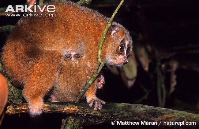 Là loài thú ăn đêm, thức ăn chủ yếu là các loài côn trùng, bọ cánh cứng….