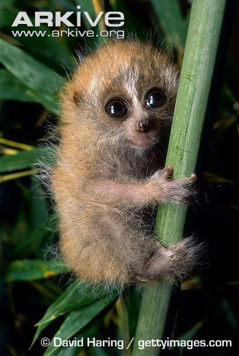 Chúng có khuôn mặt rất đặc trưng với miệng nhỏ ngắn và đôi mắt to tròn, trông rất ngộ nghĩnh.