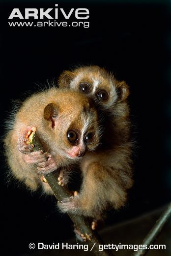 Loài linh trưởng nguyên thủy này có nhiều điểm độc đáo khác với hầu hết các họ hàng là những loài vượn, khỉ khác.