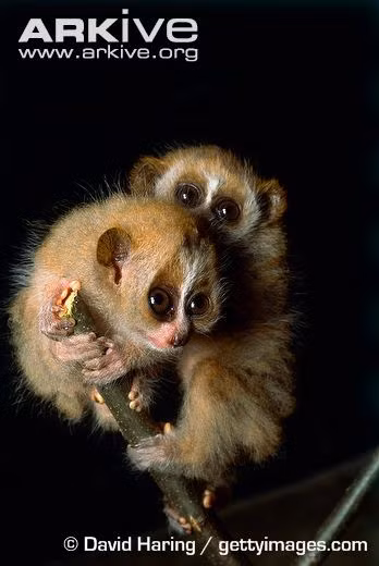 Loài linh trưởng nguyên thủy này có nhiều điểm độc đáo khác với hầu hết các họ hàng là những loài vượn, khỉ khác.