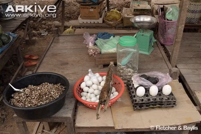 Hiện nay sự tồn tại của cu li lùn đang bị đe dọa nghiêm trọng nạn săn bắn, buôn bán và tình trạng phá rừng. Tại Việt Nam, chúng đã được xếp vào Danh mục các loài thực vật, động vật nghiêm cấm khai thác, sử dụng vì mục đích thương mại. Ảnh: Arkive.org.