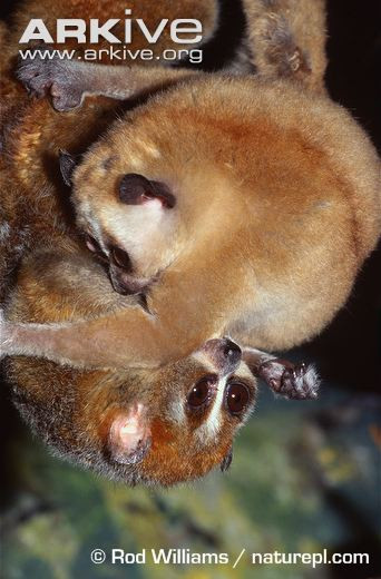 Nơi sống chủ yếu của cu li lùn là rừng thường xanh nguyên sinh hoặc thứ sinh. Chúng sống đơn độc, lặng lẽ, hoặc thành nhóm 3 - 4 con, di chuyển nhẹ nhàng chậm chạp chuyền từ cành này sang cành khác.