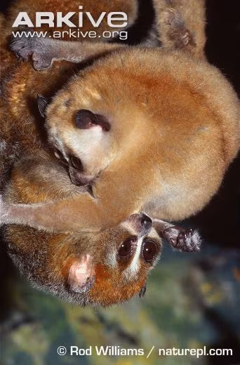 Nơi sống chủ yếu của cu li lùn là rừng thường xanh nguyên sinh hoặc thứ sinh. Chúng sống đơn độc, lặng lẽ, hoặc thành nhóm 3 - 4 con, di chuyển nhẹ nhàng chậm chạp chuyền từ cành này sang cành khác.