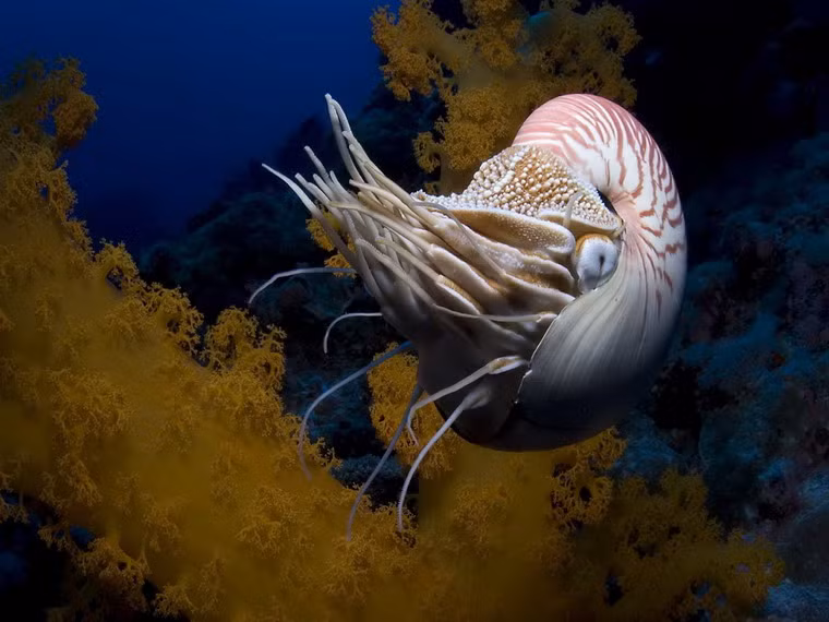 Ốc anh vũ (Nautilus pompilus) được giới khoa học coi là một “hóa thạch sống” trong thiên nhiên, vì chúng thay đổi rất ít so với tổ tiên cách đây 400-500 triệu năm. Mặc dù được gọi là ốc, sinh vật này lại thuộc lớp động vật chân đầu giống như mực và bạch tuộc. Chúng được gọi là ốc vì chiếc vỏ giống vỏ ốc rất to, có đường kính lên tới 20cm. Tại Việt Nam, sinh vật này được ghi nhận tại vùng biển Khánh Hòa, Bà Rịa - Vũng Tàu. Do bị khai thác để làm mặt hàng mỹ nghệ, số lượng ốc anh vũ ngày càng trở nên hiếm hoi. Ảnh: Internet.