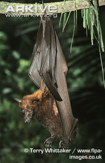 Hiện nay, sự tồn tại của dơi quạ lớn đang bị đe dọa nghiêm trọng.