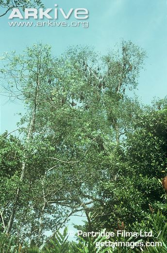 Nếu không được bảo vệ, dơi quạ lớn có thể bị tuyệt chủng trong những thập niên tới. Ảnh: Arkive.org.