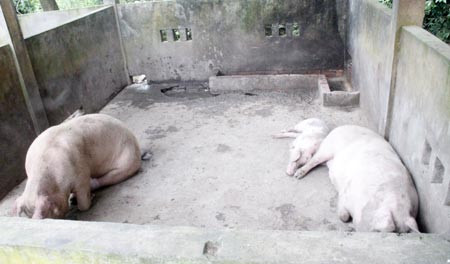 Nhìn chúng chẳng có vẻ là những con heo "quái dị".