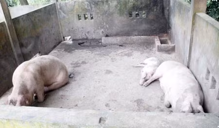 Nhìn chúng chẳng có vẻ là những con heo "quái dị".