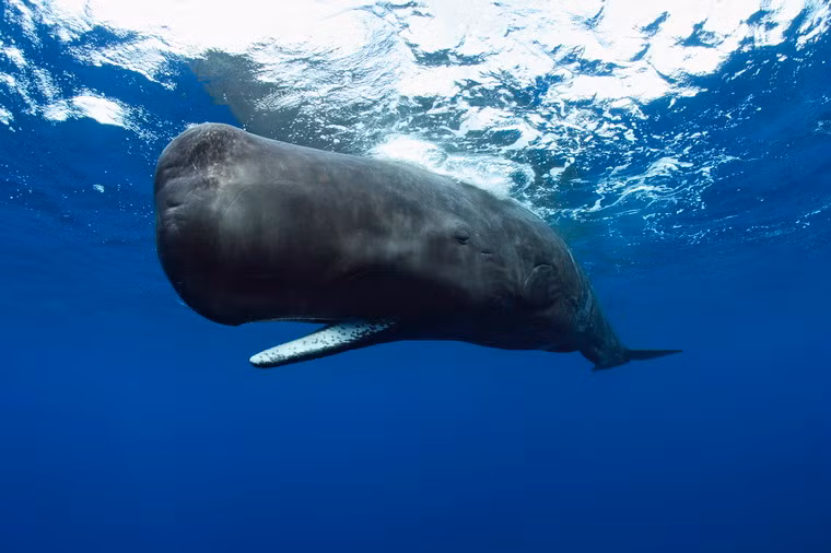 Cá nhà táng (Physeter macrocephalus) là một loài động vật có vú trong môi trường nước biển thuộc bộ cá voi. Chúng tồn tại trong các đại dương trên toàn thế giới và là động vật có răng lớn nhất hành tinh. Chiều dài của những con trưởng thành có thể lên tới hơn 20m, nặng 60 tấn. Đầu của cá nhà táng có thể chiếm tới 1/3 chiều dài cơ thể. Với kích thước đó, chúng là động vật có bộ não lớn nhất. Tại Việt Nam, đôi khi xác cá nhà táng dạt vào bờ biển và được ngư dân chôn cất trọng thể.