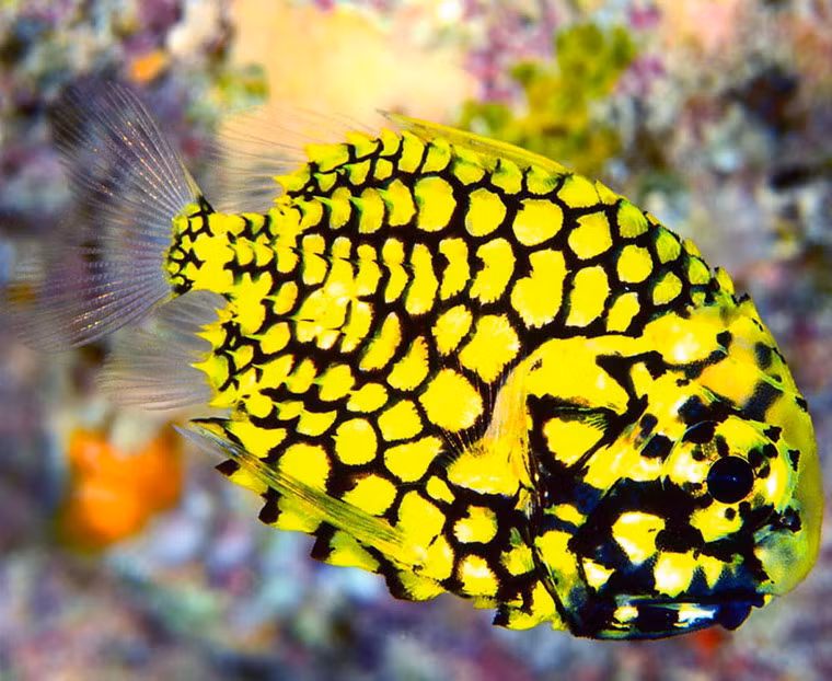 Những chiếc vảy ở phần thân sau còn có gai nhọn hướng về phía đuôi, một cách thức bảo vệ hiệu quả trước những đòn tấn công từ phía sau,