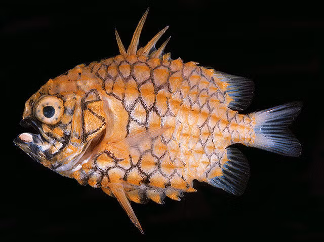 Không những vậy, khi gặp nguy hiểm cá quả thông còn có thể giương vây lên, biến chúng thành những lưỡi dao sức nhọn.