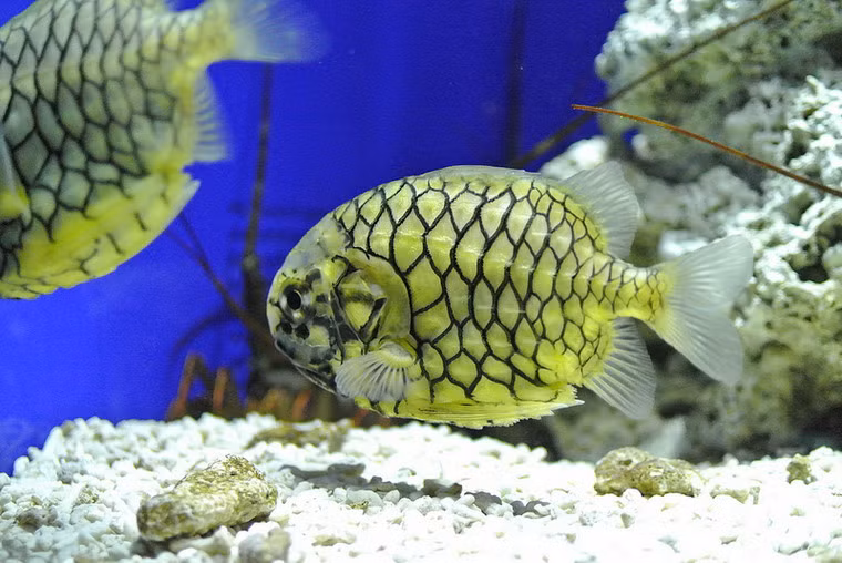 Cá "quả thông" (pinecone fish) là tên gọi chung của các loài cá thuộc họ Monocentridae, phân bố trên vùng biến kéo dài từ Nam Nhật Bản đến Australia, trong đó có một phần của Biển Đông.