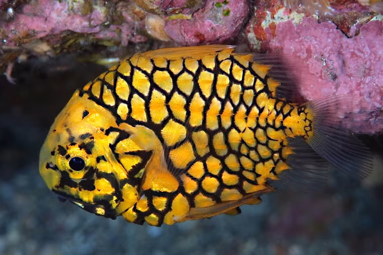 Tên gọi "quả thông" bắt nguồn từ hình dáng rất đặc biệt của chúng. Cơ thể những con cá này được bao phủ bởi những chiếc vảy lớn, rất cứng và dày, như một bộ áo giáp.