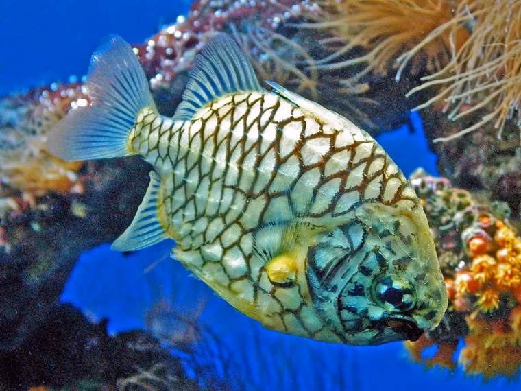 Được vũ trang "đến tận răng" như vậy, cá quả thông không khác gì những chiếc "xe bọc thép" giữa biển khơi.