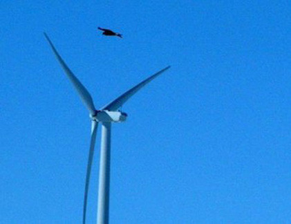 Đại bàng chăm chú theo dõi con mồi nên khó tránh khỏi các cánh quạt gió.