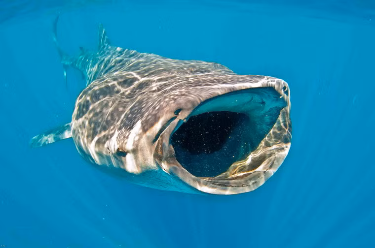 Cá mập voi, còn gọi là cá nhám voi (Rhincodon typus) là loài cá mập lớn nhất còn tồn tại nhất trên thế giới. Những con cá mập voi trưởng thành có thể dài từ 12 - 18m, hơn cả một chiếc xe buýt cỡ lớn. Tuy to lớn như vậy nhưng chúng lại là loài cá hoàn toàn vô hại với con người do chúng chỉ ăn các loại sinh vật phù du, tảo, động vật thân mềm và cá nhỏ, được hút vào qua cái miệng rộng ngoác của mình. Cá mập voi đã nhiều lần mắc lưới hoặc dạt vào bờ biển Việt Nam và được các ngư dân mai táng theo nghi lễ trọng thể của người vùng biển. Chúng cũng có mặt trong Sách Đỏ của Việt Nam.