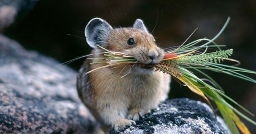 Quy Mao 2023: 2 tuoi vua pham Tam Tai lai xung Thai Tue