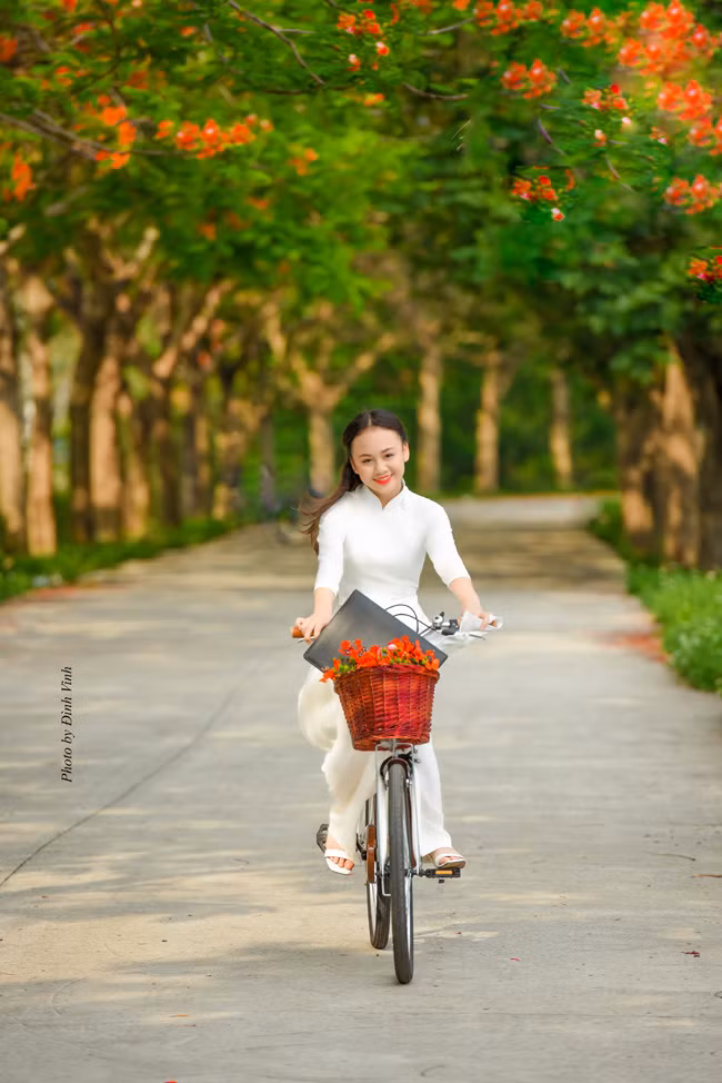 Bong “Hoa hong tren nguc trai” thuot tha ben hoa phuong do-Hinh-5