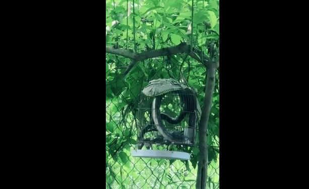 Con ran chui vao long chim de an thit : Day la loai ran gi?