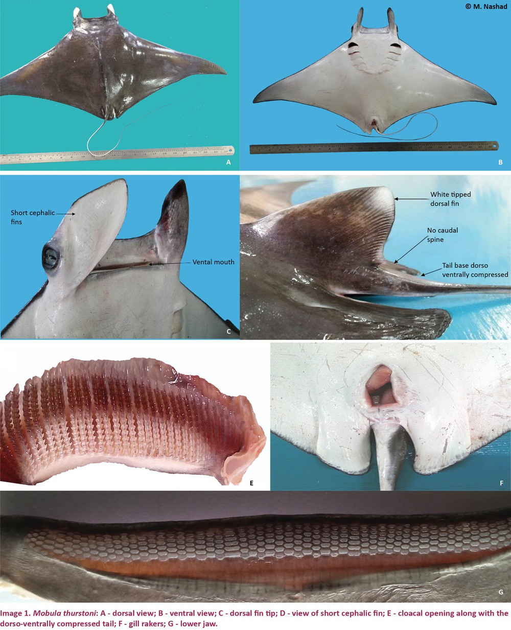 Sinh vat khong lo co the nang 3 tan, dai 9m-Hinh-2