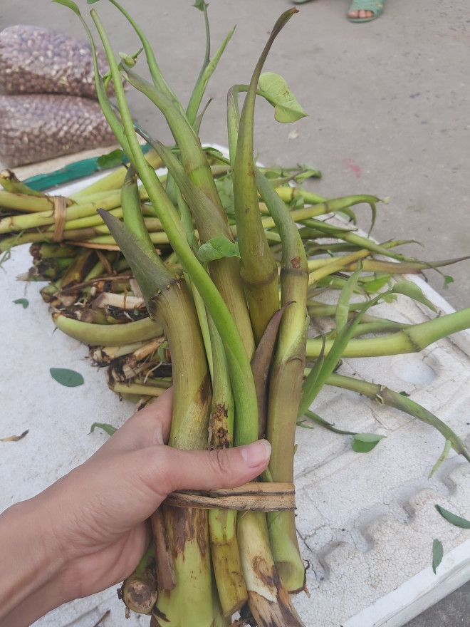 Ngó sen ai cũng biết, nhưng có một loại ngó khác cực ngon Ngo sen ai cung biet, nhung co mot loai ngo khac cuc ngon