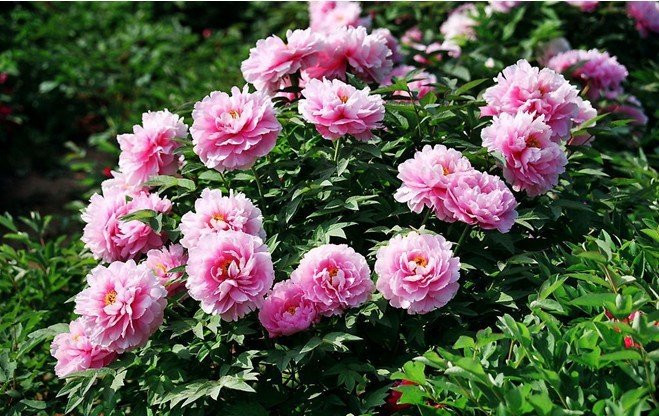 Cây mẫu đơn. Mẫu đơn từ lâu được xem là “vua” của các loài hoa. Sau khi nở, hoa mẫu đơn có vẻ đẹp kiêu sa, quý phái nên được coi là biểu tượng của sự giàu sang phú quý. Cây hoa này có thể sống thọ tới hàng trăm năm với khả năng chịu rét và chịu hạn rất tốt. Nếu chăm sóc đúng cách thì có thể nở hoa mọi lúc.