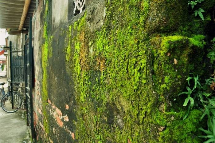 Nhà có ban công mọc rêu, nhìn u ám. Ban công là nơi đón nhận không khí, ánh sáng vào nhà nên có vai trò rất quan trọng trong phong thủy. Nếu nơi này xuất hiện rêu chứng tỏ phong thủy của ngôi nhà không tốt, vượng khí không thể vào bên trong nên những người sống ở nhà đó thường hay gặp chuyện xui xẻo, công việc làm ăn chẳng mấy thuận lợi.