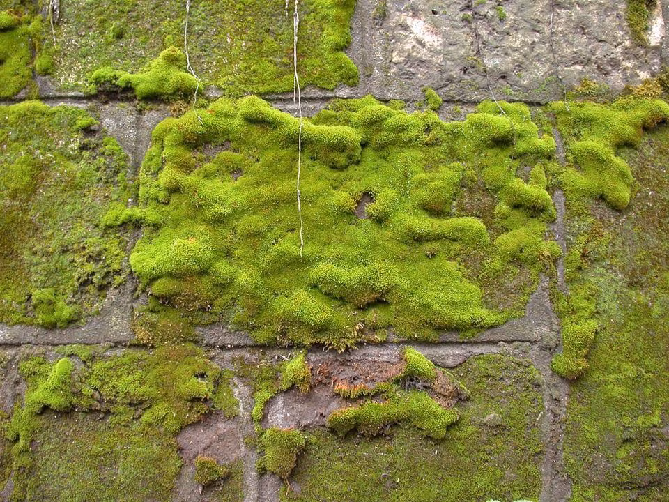 Không những thế, rêu mọc ngoài ban công cũng cho thấy hệ thống thoát nước ở vị trí này đang có vấn đề, làm ảnh hưởng đến chất lượng nhà cũng như sức khỏe của gia chủ, dễ trơn trượt.