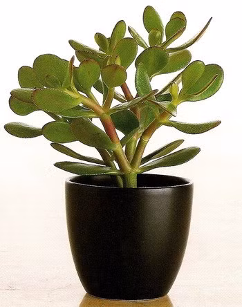 Bạn có thể trồng phỉ thúy ở chậu sứ, chậu nhựa, bồn hoa,… Cây cần ánh sáng nên có thể đặt gần cửa sổ hoặc nơi có nguồn ánh sáng nhân tạo.