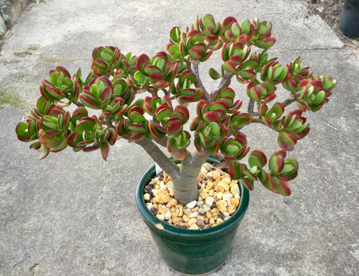 Trong ngũ hành, cây phỉ thúy được xếp vào hành kim, hướng thích hợp để đặt cây là Tây và Tây Bắc. Cần tránh đặt cây phỉ thúy ở hướng Đông Nam để không gây nên sự xung khắc với hành mộc của hướng này.