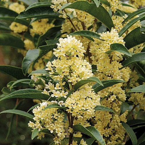 Bên cạnh đó, mộc hương cũng cho hoa đẹp, thời gian ra hoa dài, hoa thơm ngát và có thể ăn được. Hoa có màu trắng, đơn giản, chất phác như hình ảnh người dân Việt Nam chăm chỉ, cần cù, mộc mạc. Từ xưa, câu nói “sắc trà hương mộc” được dùng để miêu tả vẻ đẹp và mùi hương làm say đắm lòng người của loại cây này.