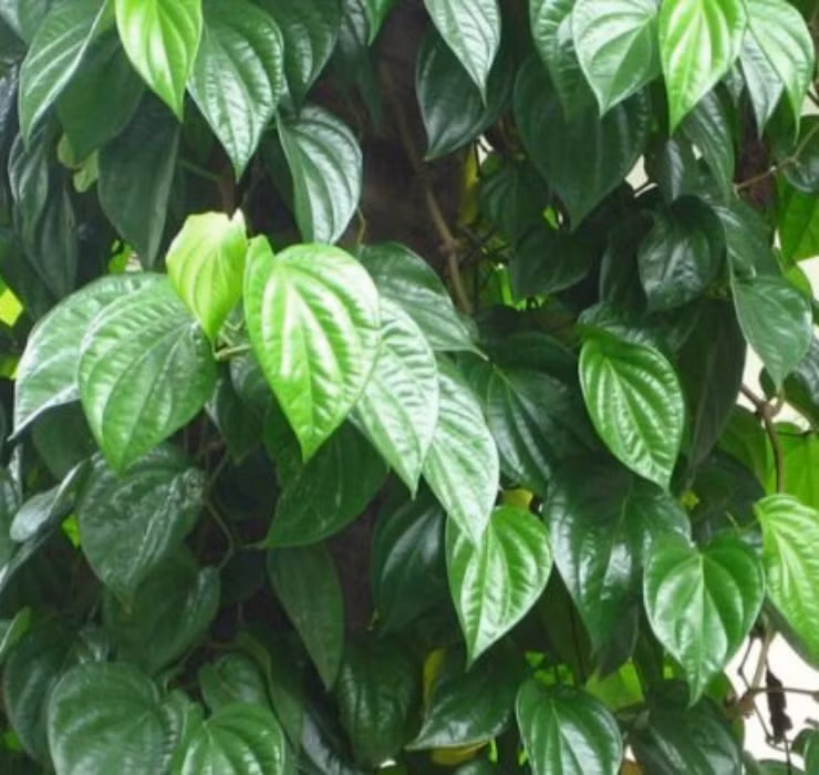 Ngheo rot mong toi bong doi doi nho thu rac thai nay-Hinh-10