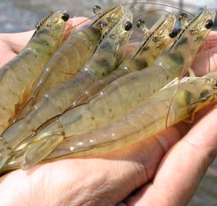 Ngheo rot mong toi bong doi doi nho thu rac thai nay-Hinh-8