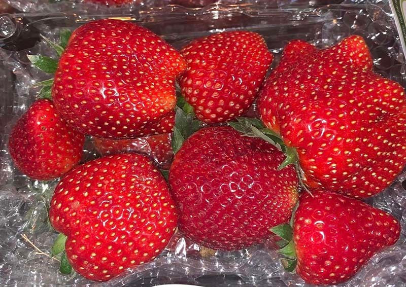 Dau tay Moc Chau sanh ngang do Nhat, ve Ha Noi gia vip 1 trieu dong/kg