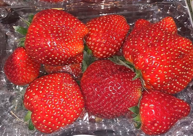 Dau tay Moc Chau sanh ngang do Nhat, ve Ha Noi gia vip 1 trieu dong/kg