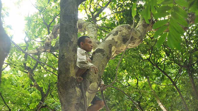 Anh Bốn thoăn thoắt trèo giữa các cành cây để chăng dây, tìm cách hái sấu ở xa.