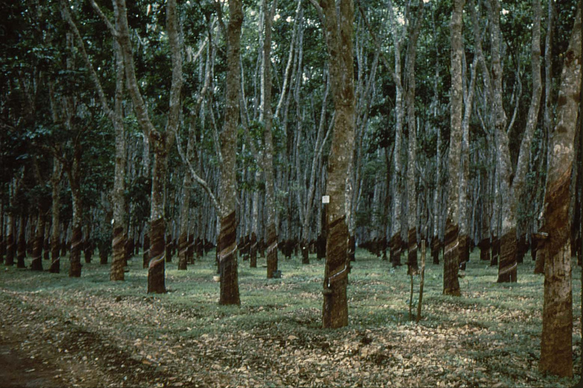 Khung cảnh ở đồn điền cao su Đông Nam Bộ.