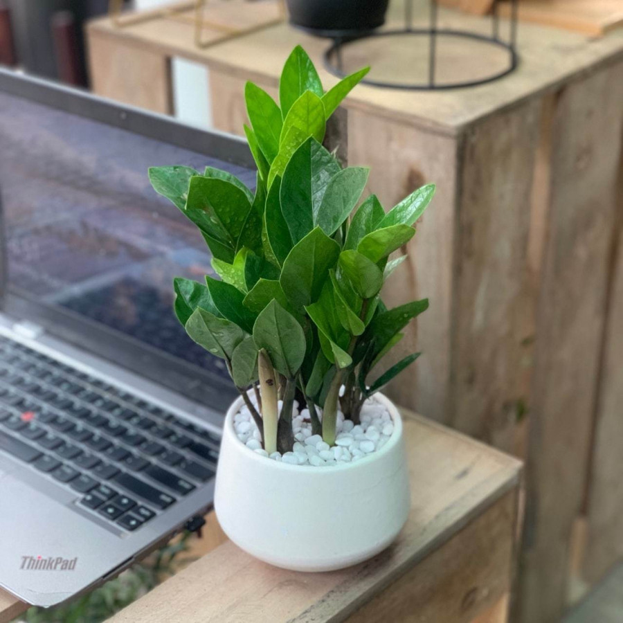 Dat 4 loai cay phong thuy nay de “moi goi” than Tai, cuoi nam tai loc no ro