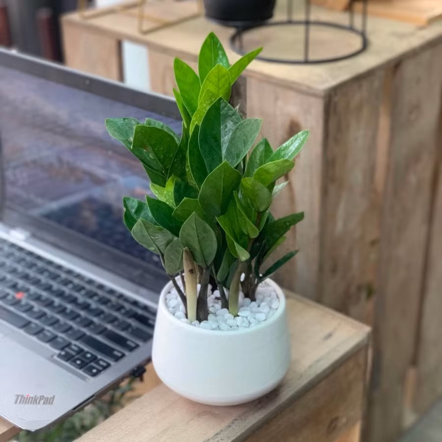 Dat 4 loai cay phong thuy nay de “moi goi” than Tai, cuoi nam tai loc no ro