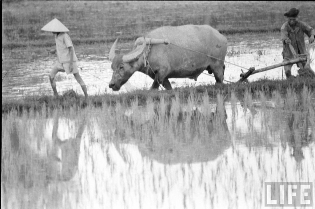 Người nông dân cày ruộng bằng trâu gần nhà thờ Dòng Chúa Cứu Thế Huế.