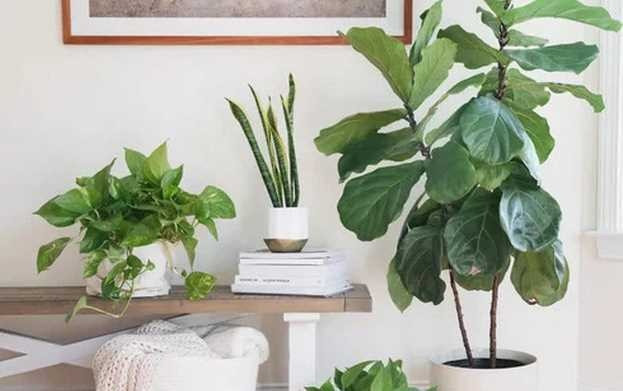 5 loai cay trong trong phong ngu thay may loc khong khi-Hinh-2