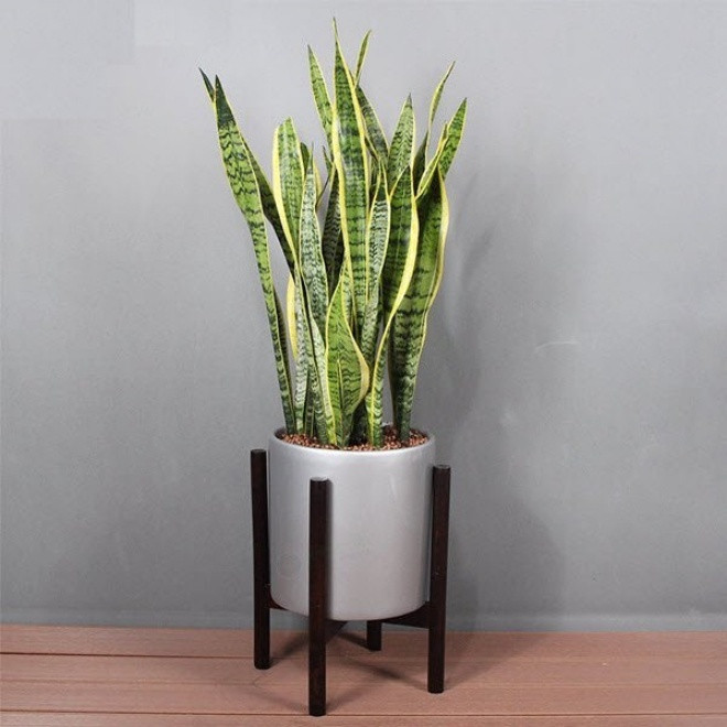 5 loai cay trong trong phong ngu thay may loc khong khi